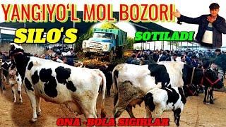 YANGIYOʻL MOL BOZORIDA ONA -BOLA SIGIRLAR VA DONLI SILOʻS SOTILADI