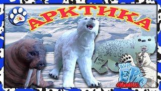 Снежные хищники и ко макси АРКТИКА (EPIC ANIMALS) как ДЕАГОСТИНИ ️