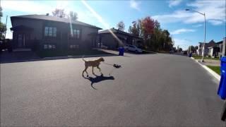 Dog Walk with RC Car