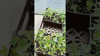 papayas moved to the farm #florida #garden #zone10 #plants #veggies #growyourownfood #harvest