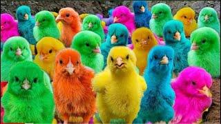 Ayam Lucu, ayam warna warni, ayam rainbow, kelinci lucu, bebek lucu, ikan koi, Hewan Lucu