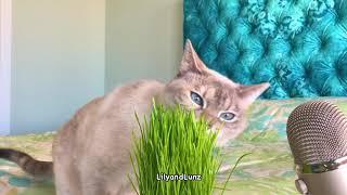 ASMR - CAT EATS GRASS