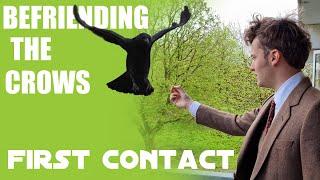 Befriending the Crows - Part 1: First Contact