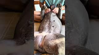 Momento Relaxante com meus Cães