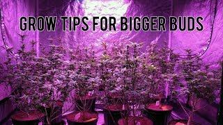 GROW BIGGER BUDS: LEAF STRIPPING (BEFORE & AFTER RESULTS), TOPPING AND TRANSPLANTING CANNABIS