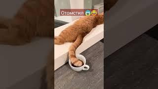 Отправьте тем, кто любит кошек  #кот #кошка #прикол #юмор