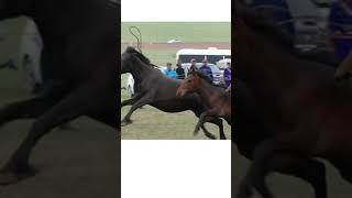 Mongolian horse training compilation 1 #shorts