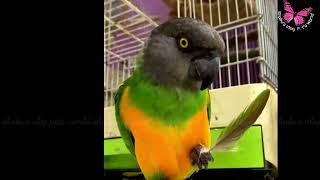 Senegal parrot posing for the camera || Exotic birds || Shabu's Vlog Pets World