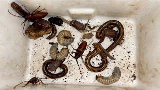 Wonderful I Found Many Bugs Beetles, One Centipede, Sweet Giant Millipedes and Huge Worms #insects