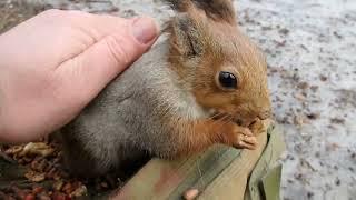 Красавчик тоже даёт себя гладить / The handsome man also gives himself to be stroked