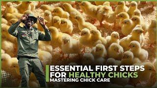 Mastering Chick Care: Essential First Steps for Healthy Poultry