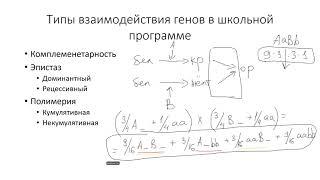 Олимпиадные задачи по генетике. Черткова Екатерина Р. 3-1