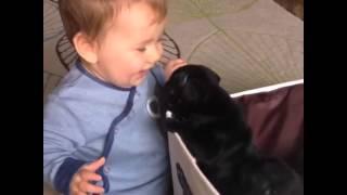 Puppies in a box!