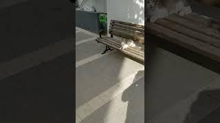 Grey cat meowing Meow and jumping  Funny cats  Cute pets