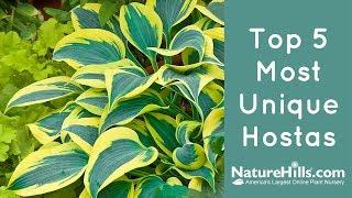 Top 5 Most Unique Hostas | NatureHills.com