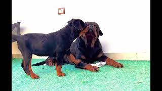 Rottweiler Puppy Playing With His Dad ️