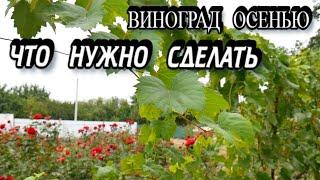 Что Делать с Виноградом Осенью - ОБРАБОТКА ВИНОГРАДА ОСЕНЬЮ - Осенний Уход за Виноградом