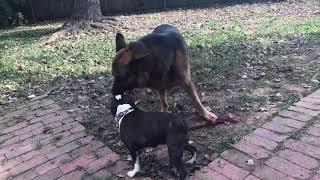 Boston Terrier and German Shepherd protecting my beehives