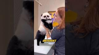 This Pet Groomer Is A Master‼️#shortsvideo