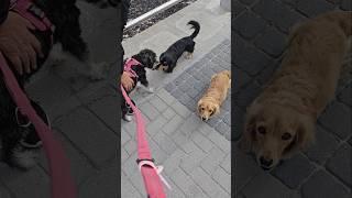 Miniature Schnauzer & Dachshunds Meetup