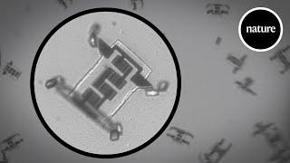 March of the microscopic robots