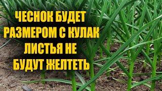 ЧЕСНОК БУДЕТ РАЗМЕРОМ С КУЛАК И ЛИСТЬЯ НА ЧЕСНОКА НЕ БУДУТ ЖЕЛТЕТЬ И СТАНУТ ЗЕЛЕНЫМИ!