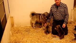 6 1/2 week old Norwegian Elkhound pups - Vida and Leif