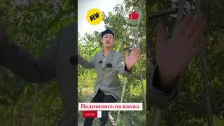 Бухарский прикол #buxoro #kulgu #prikol #Tajikistan #fedossobarbarosso #FedosoBarbaroso #kaynata