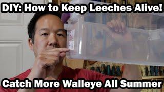 DIY: How to Keep Leeches Alive All Summer! Catch More Walleye!