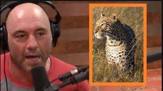 Joe Rogan - Trophy Hunting Is Weird