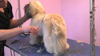 Grooming Guide - Lhasa Apso Competition Trim - ProGroomer