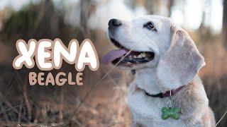 beagle xena | soon 12 years old..