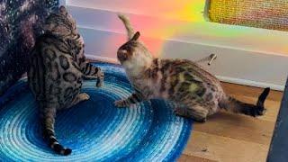My new rug has glitched my cats! FUNNY video!