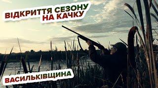 Полювання на качку - відкриття на Васильківщині/ Охота на утку