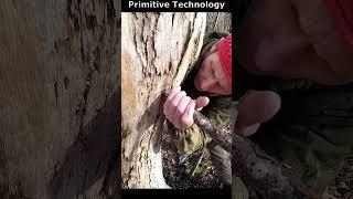 Primitive Survival Technology ️ Amazing Water Extraction #survival  #bushcraft #camping #outdoors