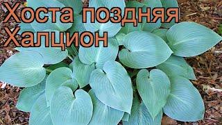 Хоста поздняя Халцион (hosta halcyon)  хоста Халцион обзор: как сажать рассада хосты Халцион