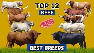 Top 12 Cattle Breeds That Redefine Meat Excellence! 