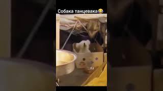 Собака танцевака