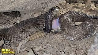 face to face with the rattlesnake would you have that courage