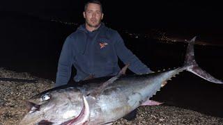 50KG BLUEFIN TUNA LANDBASED - Live strike Shore jigging