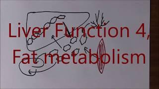 Liver Function 4, Fat metabolism