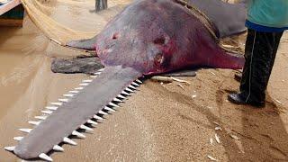 8 Most Dangerous Fish In The World