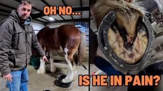 Bad Report From The Farrier….Will Oliver Be Ok?