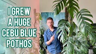 I grew a huge Cebu Blue Pothos indoors - Plant Spotlight #epipremnumpinnatumcebublue