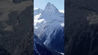 Кавказский зубр в Домбае
