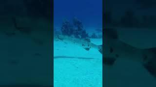عالم البحار #egypt #sharmelsheikh #rasmohamed #sharks #funny #elmariana #diving #maldives #linefish