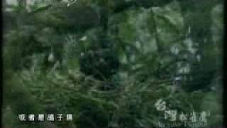 深情踏察-松雀鷹