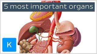 5 most important organs in the Human body - Human Anatomy | Kenhub