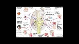 How To Activate the Vagus Nerve with John Kozinski