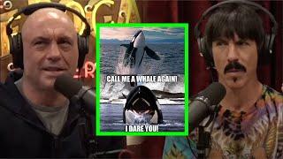 Joe Rogan & Anthony Kiedis On How HYPER Intelligent Dolphins & Orcas Are!